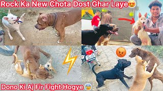 Rock Ka New Chota Dost Ghar Laye😍White Husky🐶 Chinki Or Bela Ka Firse Panga Hogya😰 [upl. by Ahsirtal]