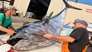 Educational Selling a 10 FT Long Bluefin Tuna Youll NEVER See This on TV [upl. by Retloc]