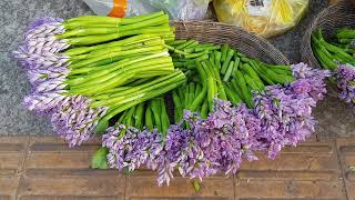 Water Hyacinth Eichhornia crassipes [upl. by Odele]