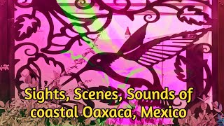 Sights sounds scenes nature of coastal Oaxaca Mexico [upl. by Nicolis]