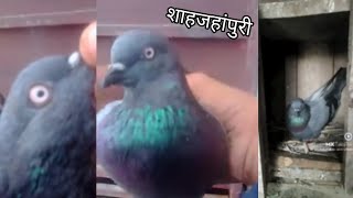 original shahjahanpuri kabutar 🕊️ 🥰 Ayaz pigeon tips [upl. by Jervis]