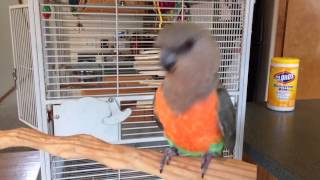 Do African Red Bellied Parrots Have Rhythm [upl. by Dduj]