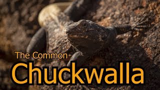 The Common Chuckwalla [upl. by Odrareg378]