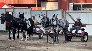 The farm draft horse show at the Whyoming County Fair in Pike NY [upl. by Adlai951]