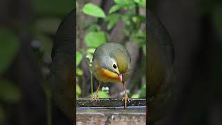 Redbilled Leiothrix The Fairy Bird of Chinese Folklore [upl. by Lancelot]