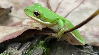 Hyla cinerea  Rana verde arborícola norteamericana  North American Green Tree Frog [upl. by Eirol]