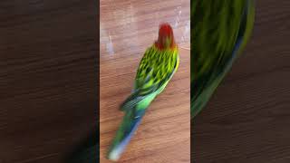 Bird spins to get treats parrots pets shorts [upl. by Ahtebbat933]