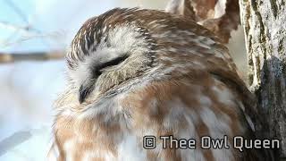 Northern Saw Whet Owl [upl. by Leventhal]