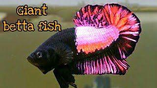 Ultimate Guide to Giant Betta Fish Care Tips Tank Setup and Breeding [upl. by Bj723]