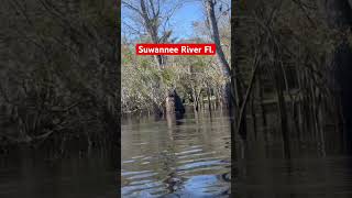 Canoeing at Suwannee River [upl. by Audra986]