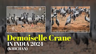 Khichan Village  Demoiselle Crane  2024  Migratory Birds  India  Mongolia [upl. by Assilym]