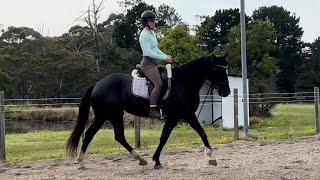 Cayuse Team Talk  dressage [upl. by Adnil]