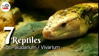 7 Reptiles For Paludarium  Vivarium [upl. by Eiramac]