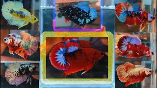 MOST BEAUTIFUL EXOTIC BETTA FISH CATLOUGE [upl. by Betteanne]