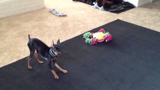 Minpin Barking [upl. by Morganstein]