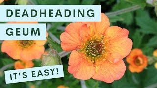 Deadheading Geum Avens — It’s Easy [upl. by Lein]