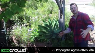 How to Propagate Agave attenuata [upl. by Kopp]