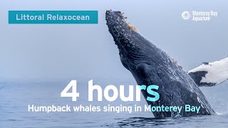 LIVE Ocean Sounds From Monterey Bay — Humpback Whales Singing Into The Deep  Littoral Relaxocean [upl. by Berti]