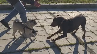 Tayyarapug Doberman Saldırdı😬Doberman attack Pug [upl. by Jamille]