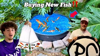 Buying New Fish for Pond ft Paul Caffaro [upl. by Marlo324]