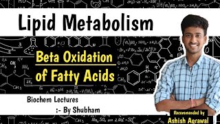 Beta Oxidation Of Fatty Acids  Lipid Metabolism  Biochemistry Lectures [upl. by Akedijn]