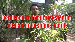 Anggrek Dendrobium friedericksianum adalah indukannya Nobile [upl. by Yclehc]