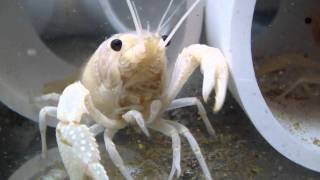 Arctic White Crayfish Procambarus Clarkii Scavenging [upl. by Hillard]