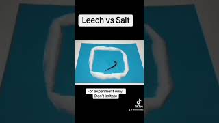 Leech vs Salt [upl. by Enomal]