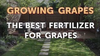 The Best Fertilizer for Grapes [upl. by Anitsirt]