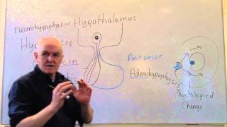 Endocrine lesson 1 Introduction and pituitary [upl. by Sidnee391]