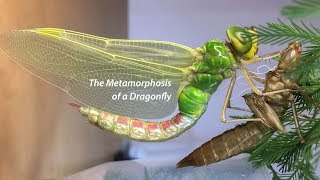 The Metamorphosis of a Dragonfly [upl. by Isadora]