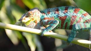 Furcifer pardalis Ankaramy  Djangoa [upl. by Chaffin]