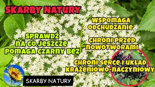 Czarny bez Właściwości zdrowotne i zastosowanie Dziki bez [upl. by Airednaxela]