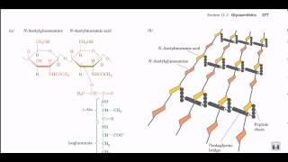 Peptidoglycan structure and biosynthesis [upl. by Yasui]