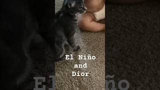 catsandbabies cats catshorts baby babyboy dior fighting cookie sharing interacting 2024 [upl. by Vine700]