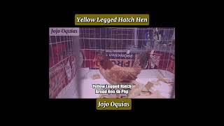 Yellow Legged Hatch Hen  Jojo Oquias shorts shortvideo shortsfeed [upl. by Natka]