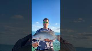 WHITE SNAPPER ALLE BERMUDA🔥🔥🔥 fishing spinning lurefishing [upl. by Melony]