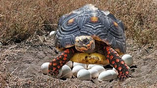 RedFooted Tortoise laying eggs and cute babies Tortoise hatching [upl. by Ybok695]