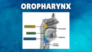 Oropharynx Anatomy  Definition Location Boundaries Lymphatics Functions [upl. by Ragas423]