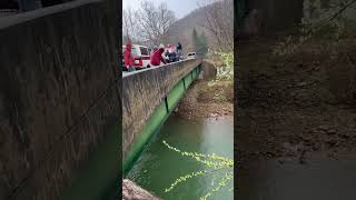 Trout stocking on Three Forks Creek from bridge [upl. by Pendergast]