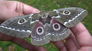 This is a REALLY pretty silkmoth how to breed the Gonimbrasia tyrrhea  Zigzag emperor [upl. by Forkey]