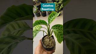 Calathea Plant Repotting Soil Mix shorts calathea [upl. by Boelter930]