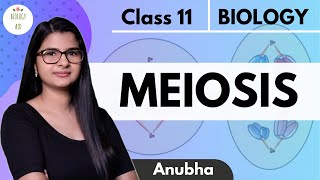 Class 11  Meiosis  NCERT HINDI [upl. by Syd]