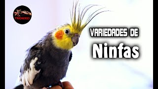 TODAS LAS VARIEDADES DE NINFAS DEL MUNDO – Tipos de ninfas o carolinas – Ninfas mascota [upl. by Annait98]