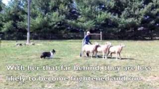 Scarlett the Sheltie Herding Sheep [upl. by Takashi]