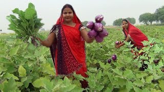 आलू बैंगन पालक की स्वादिष्ट सब्जी बनाने की आसान बिधि  Aaloo baingan Palak ki Sabzi recipe in hindi [upl. by Natie]