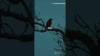 Crows Hold Grudges trending facts wildlife shorts birds [upl. by Eillam]