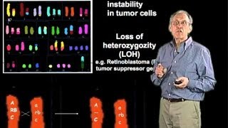 Chromosomal alterations in cancer cells  Jim Haber Brandeis [upl. by Kee]