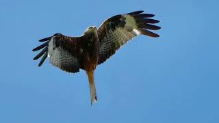 red kite and buzzards [upl. by Rains441]