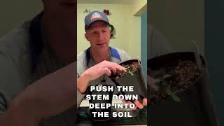 How to Keep Tomato Seedlings from Stretching [upl. by Aznaed]